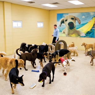 Staff Interacting with Room of Dogs