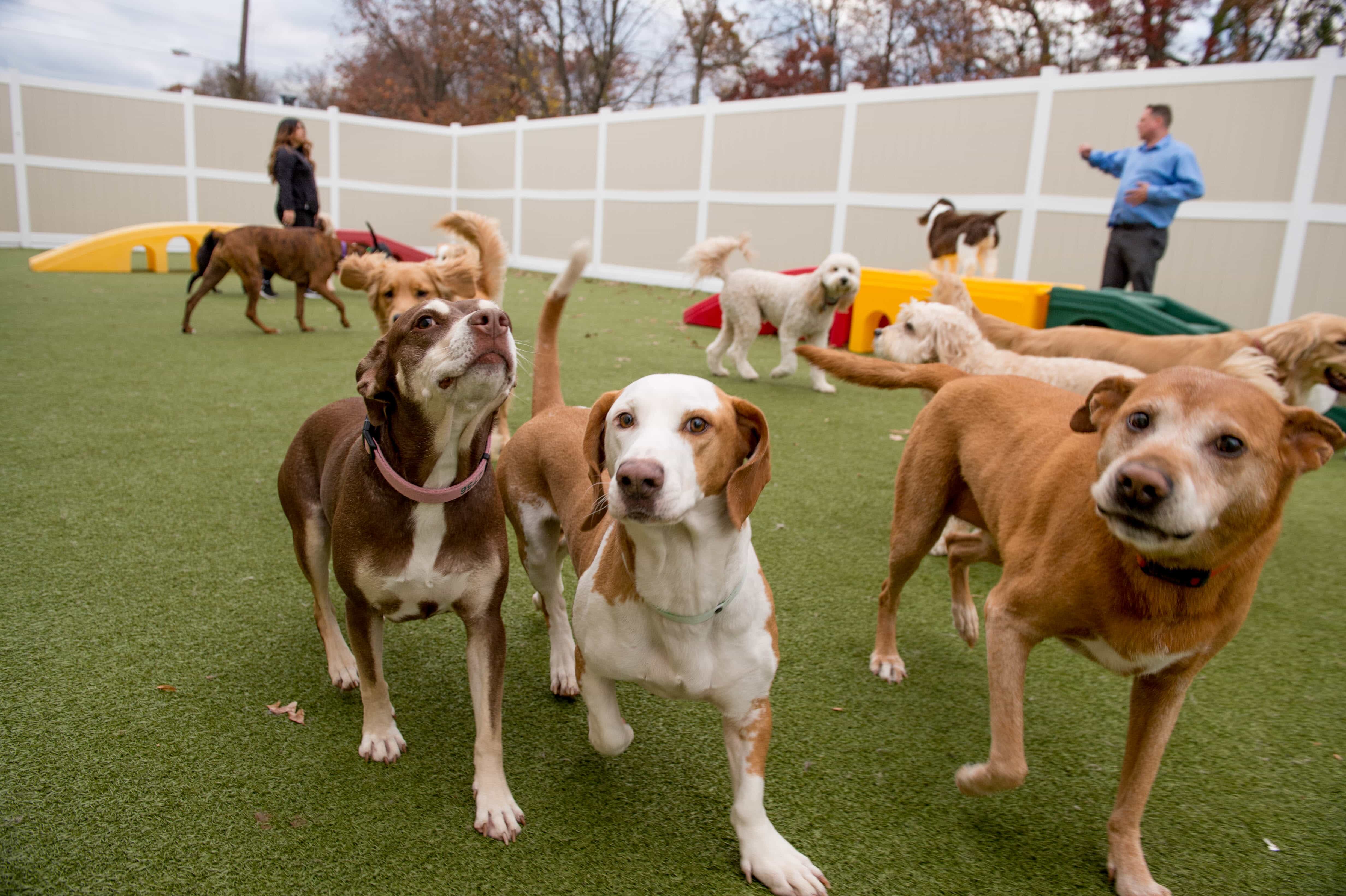 Fun-Doggy-Daycare-in-Fanwood.2106181135582.jpg