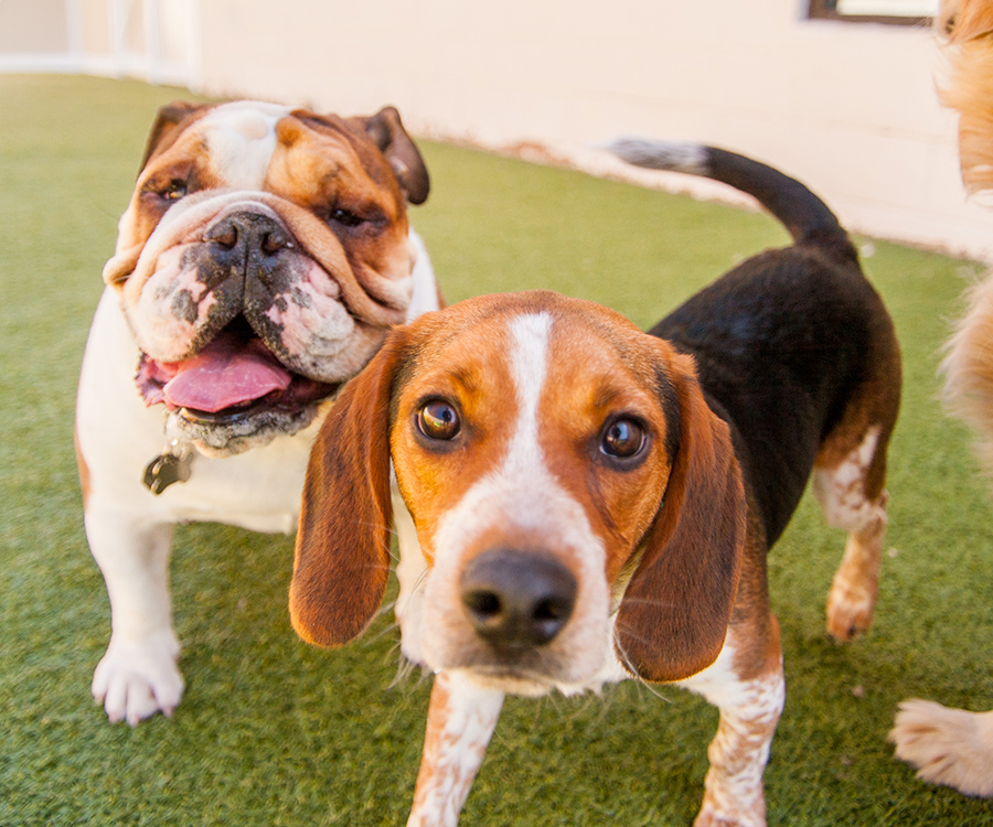 a beagle and a bulldog