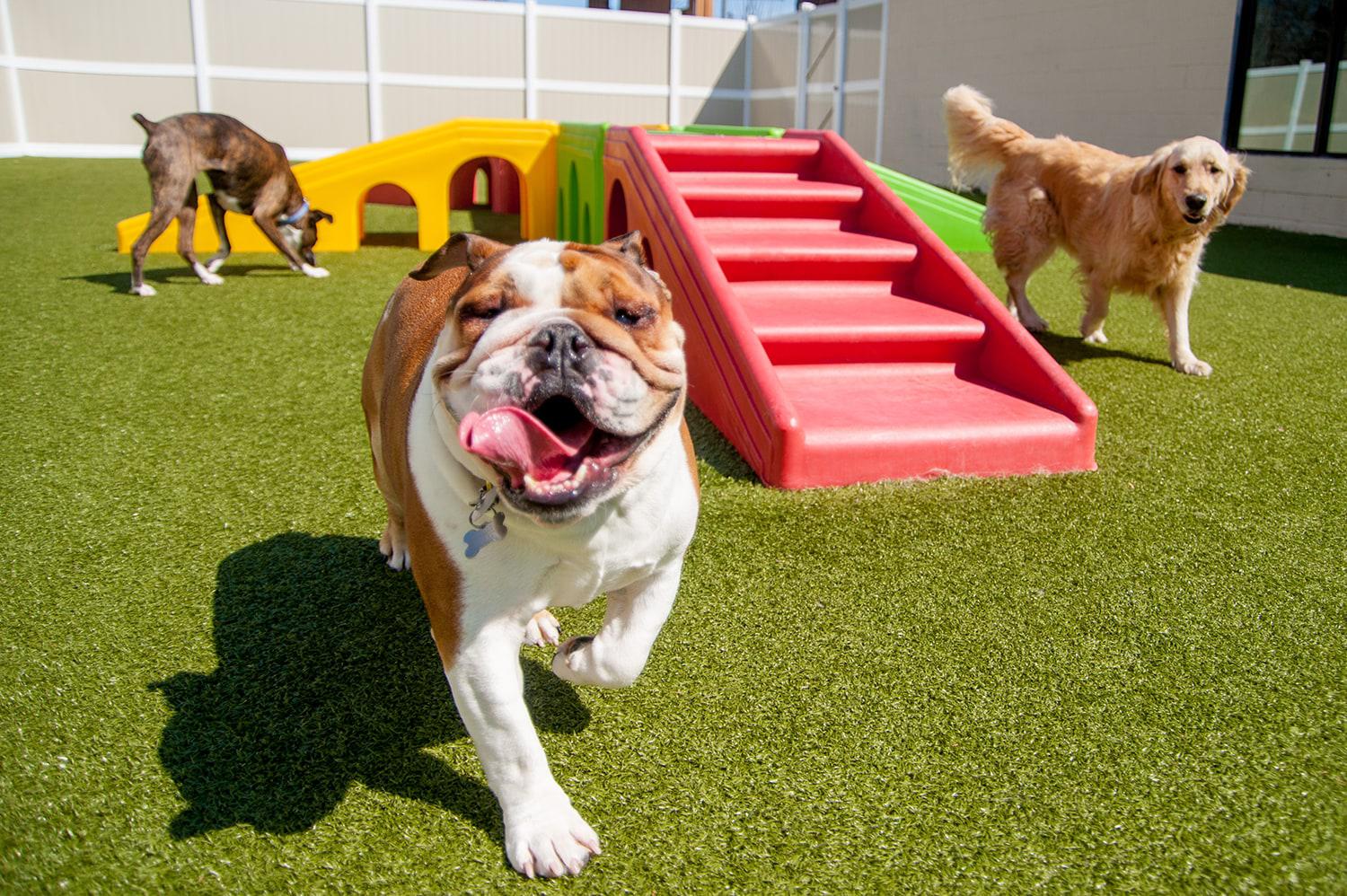 dogs running