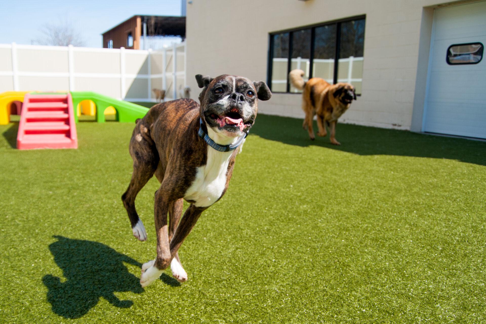 The Best Business Opportunities for Pet Lovers