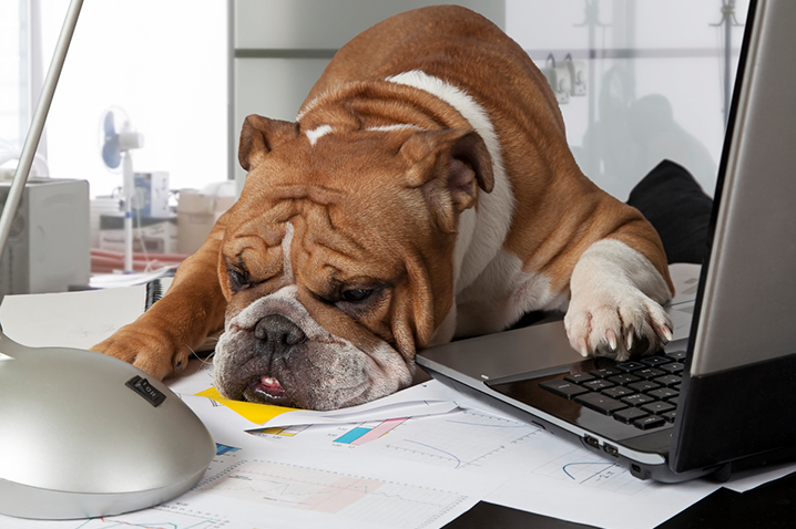 How to Get Ready for the Dog Daycare Busy Season
