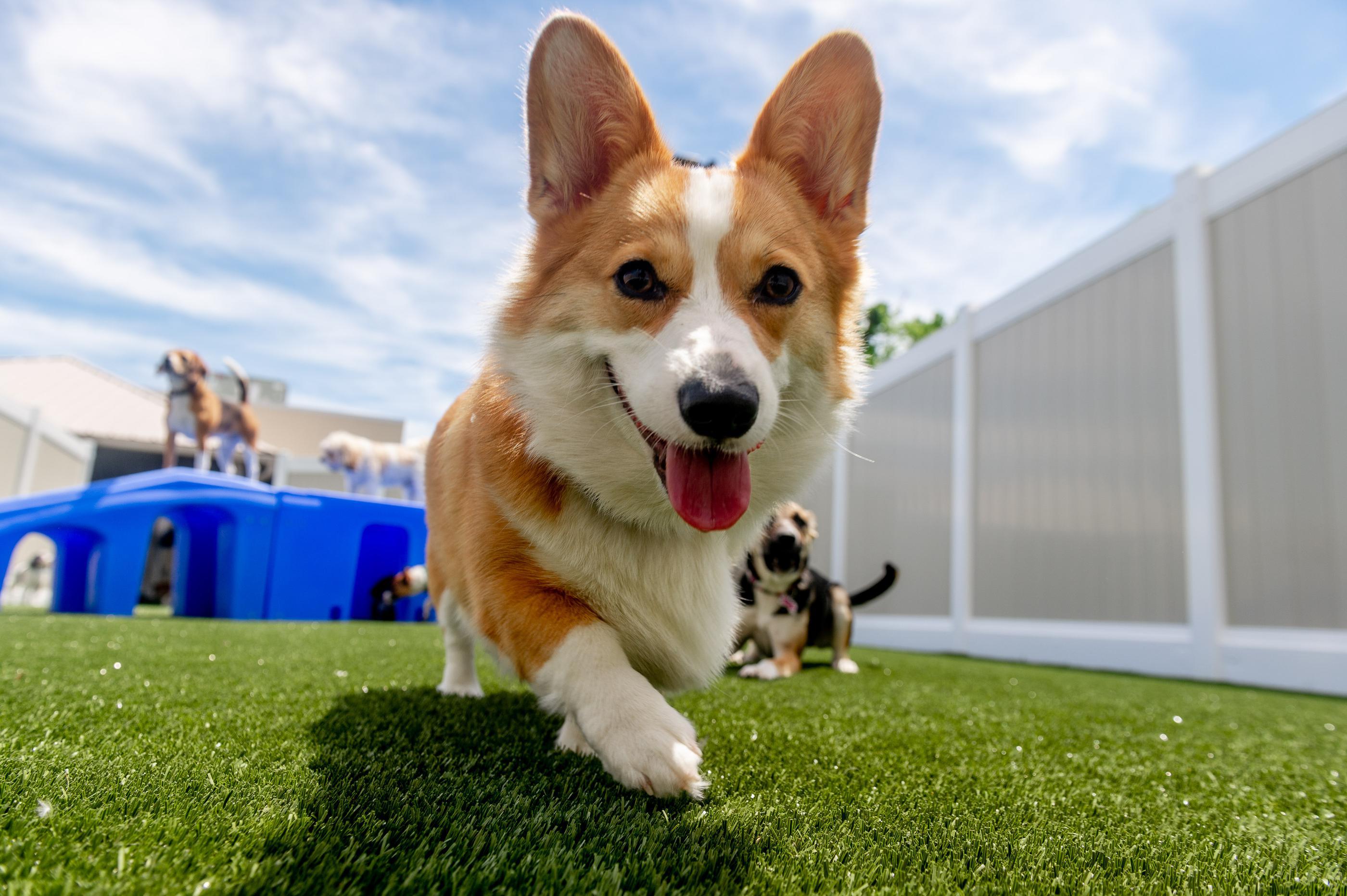 K9 Resorts to Debut in the Big Apple; Expands NY Presence with Seasoned Hospitality Group