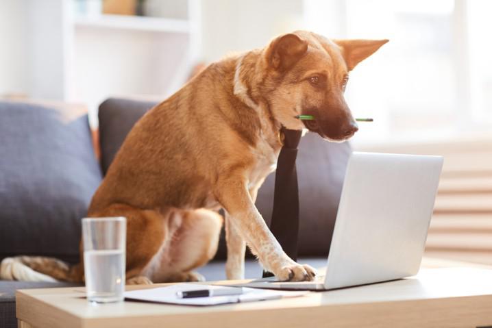 The Differences Between Owning a Dog Daycare and a Pet Retail Store