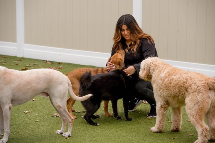 Tips on How to Properly Work With Dogs