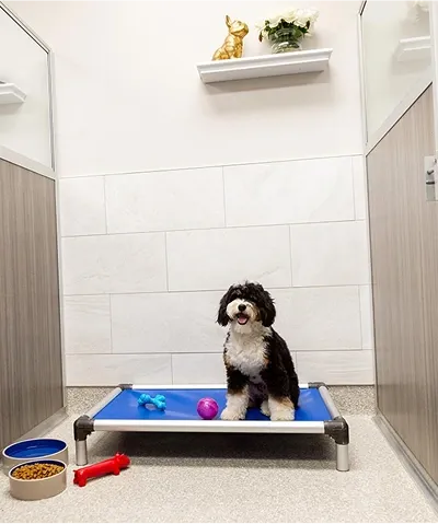 Small black and white dog in private executive room