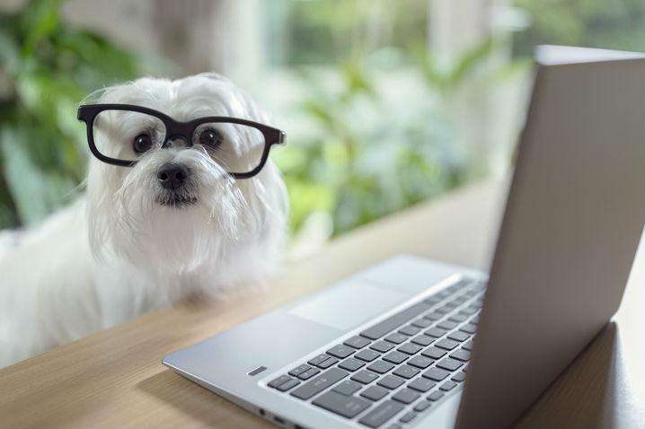 What Goes Into Starting a Dog Daycare Business?