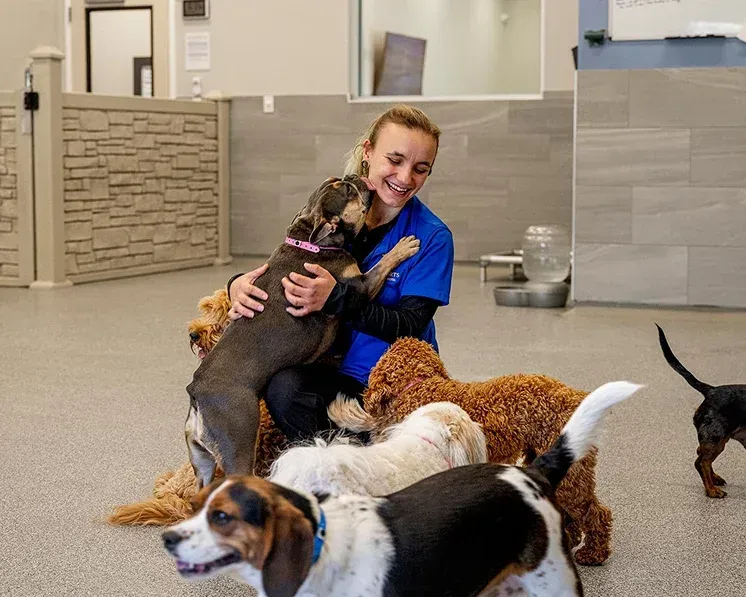 Dogs inside playing with team member