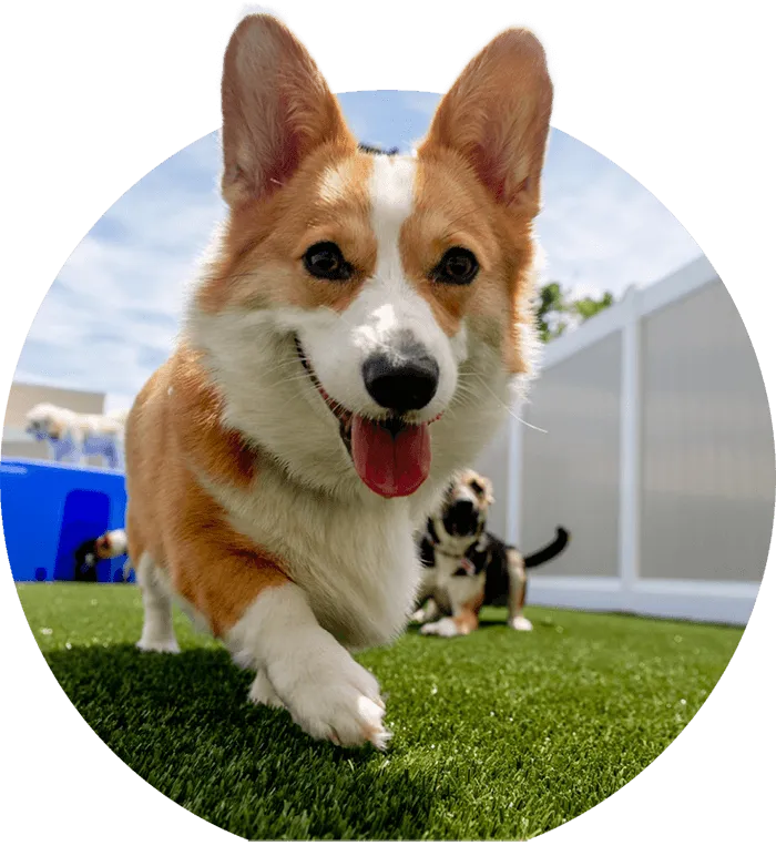 Dog