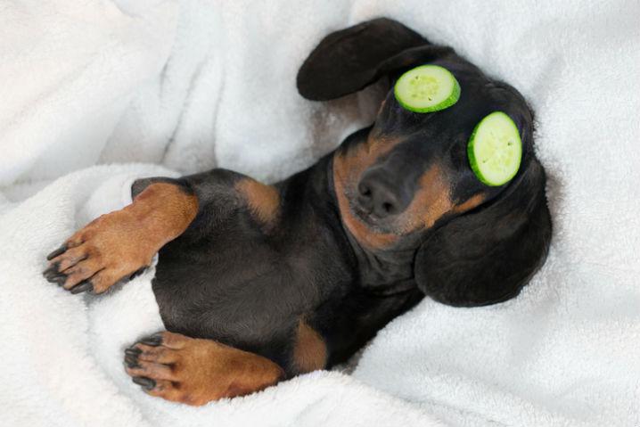What Makes a Great Luxury Pet Hotel Franchise