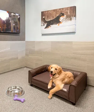 Golden Retriever in luxury suite with comfortable bed and artwork
