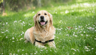 Summer Tips for New Dog Parents