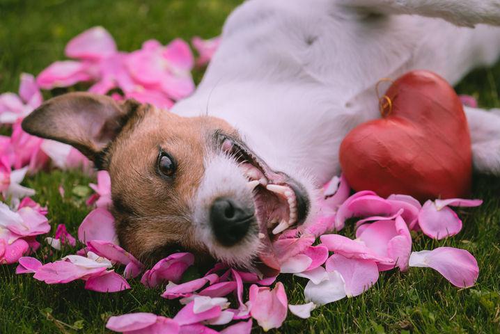 What K9 Resorts Loves About Being a Dog Daycare Franchise
