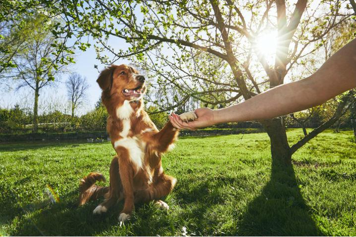 Which Pet Industry Franchise Is the Right One for You?